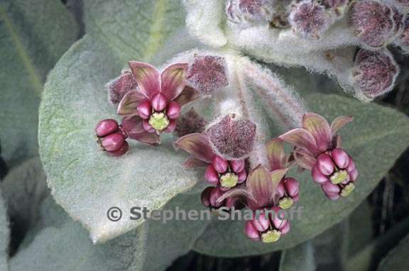 asclepias californica 1 graphic